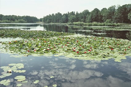 Röda näckrosor i Färsksjön, Eriksbergs Vilt- och Naturpark, augusti 1997.
