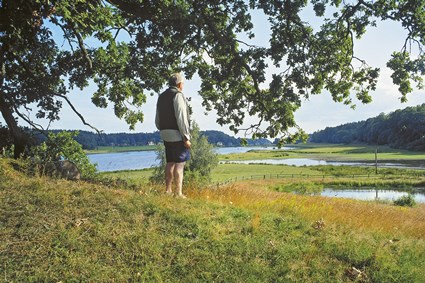 Utsikt från ekskogen på Pagelsborgs Gård med vy mot våtmarken ner mot Järnavik, juli 2009.