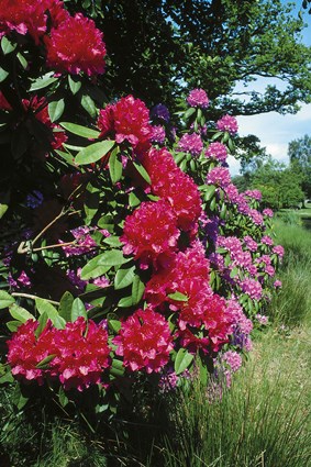 Rhododendron i blom, Brunnsparken i Ronneby, juni 2000.