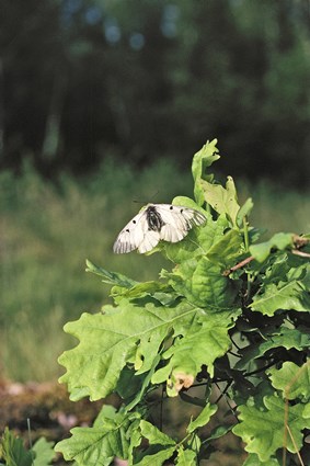 Mycket sällsynta mnemosynefjärilen sittande på eklöv i blekingsk natur, sydvästra delarna av Ronneby kommun, juni 1998.