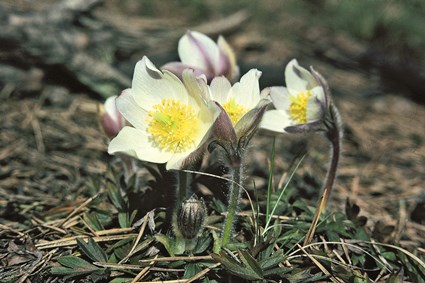 Mosippa på enda växtplatsen i Blekinge nära Nättraby, maj 1984.